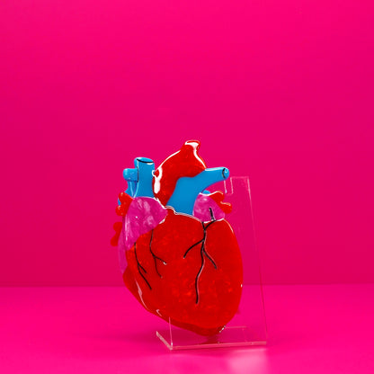 Anatomical heart hair claw against a pink background.